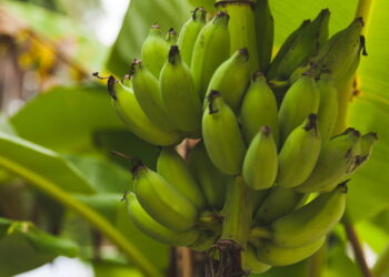 Este guia prático vai te fazer ter um cultivo produtivo e gostoso de banana