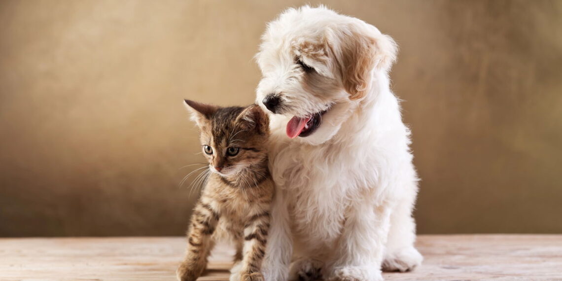 Por que cães comem rápido e gatos são tão exigentes com a comida