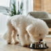 Os melhores cães para apartamento segundo especialistas