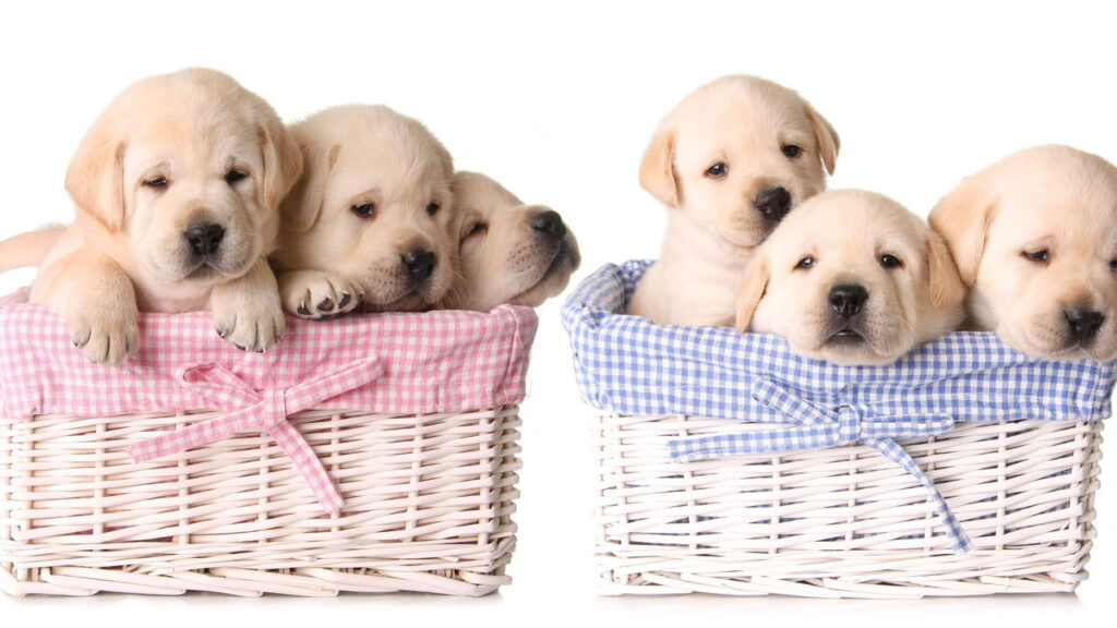 Os melhores pets para quem mora em apartamento pequeno