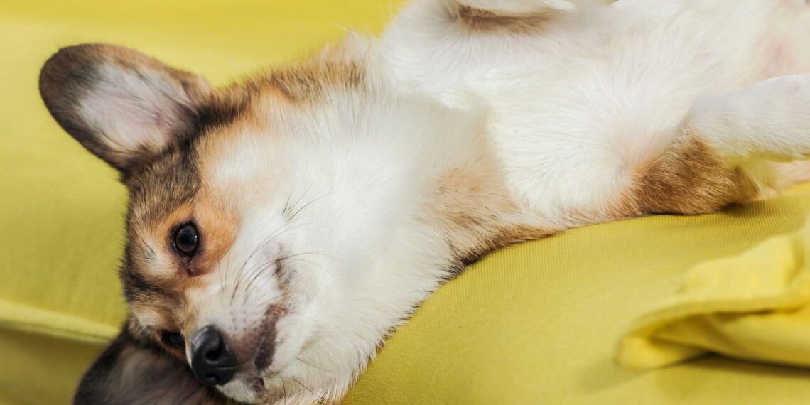 Os melhores cuidados para proteger seu cachorro do frio