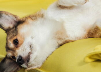 Os melhores cuidados para proteger seu cachorro do frio