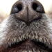 Por que essas raças estão conquistando quem busca cães leais e discretos
