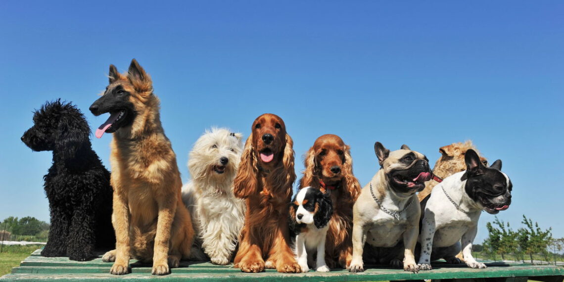 Os nomes mais fofos e populares para cachorro em 2025