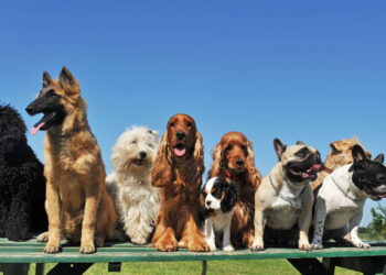Os nomes mais fofos e populares para cachorro em 2025