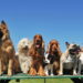 Os nomes mais fofos e populares para cachorro em 2025