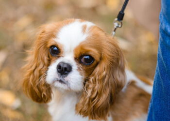 As melhores raças de cachorro para viver em apartamento com tranquilidade