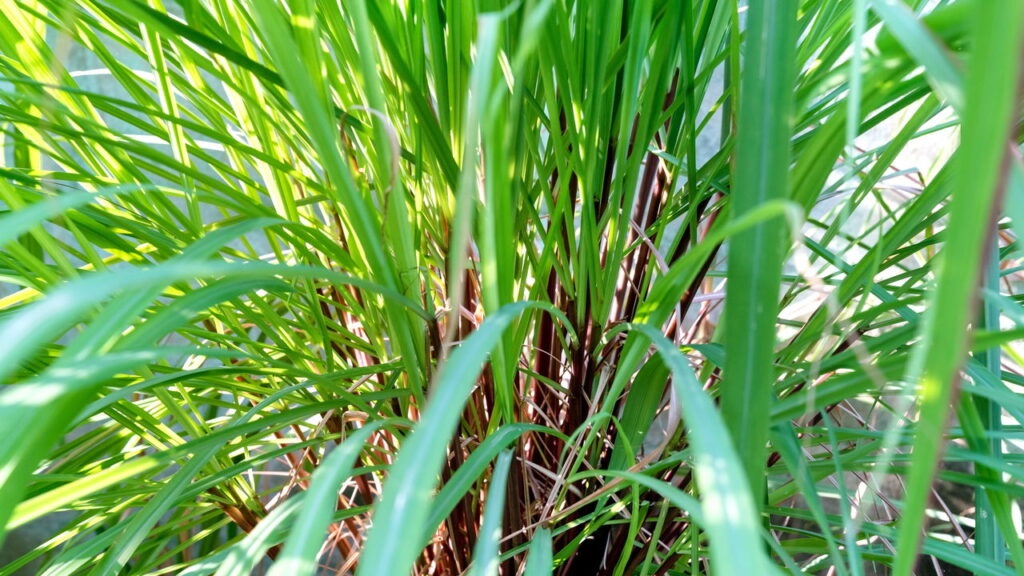 As 5 plantas mais poderosas contra pernilongos