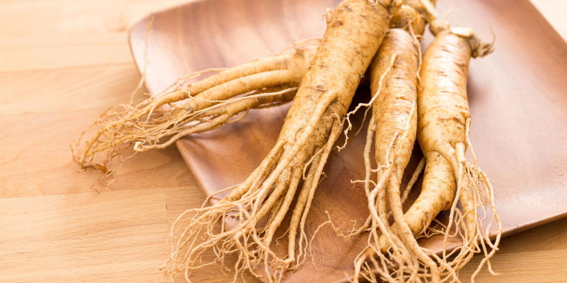 Ginseng é a planta medicinal que conquista quem cuida da saúde naturalmente