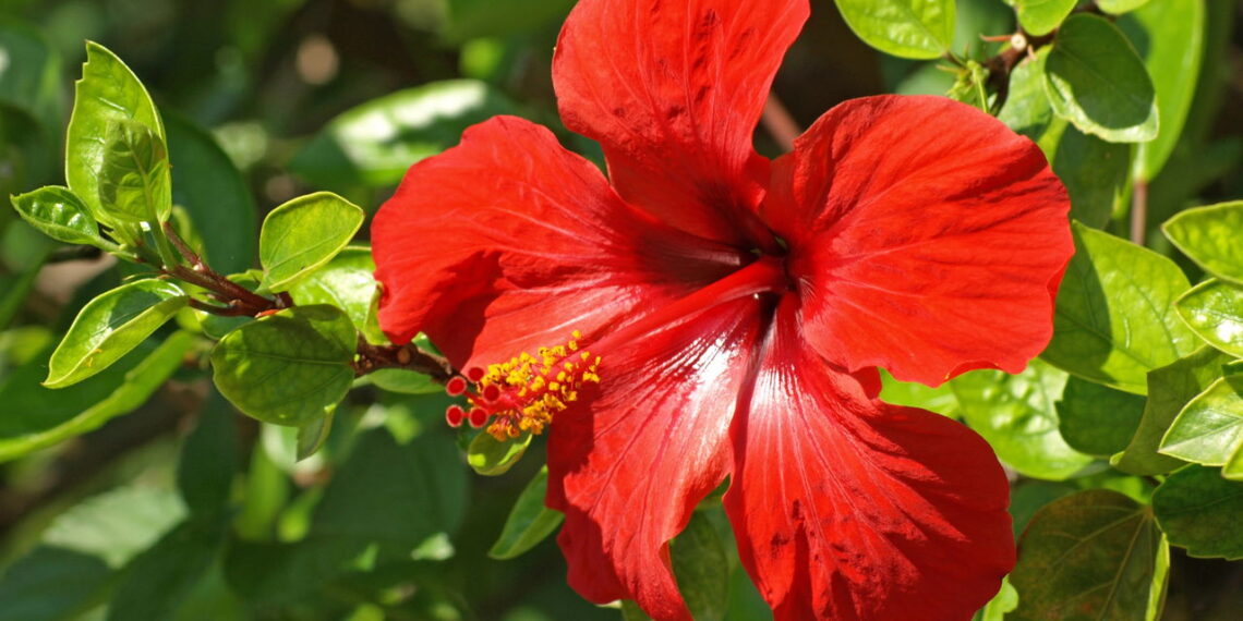Aprenda a deixar seu quintal um jardim com flores lindas e saudáveis de hibisco