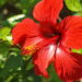 Aprenda a deixar seu quintal um jardim com flores lindas e saudáveis de hibisco
