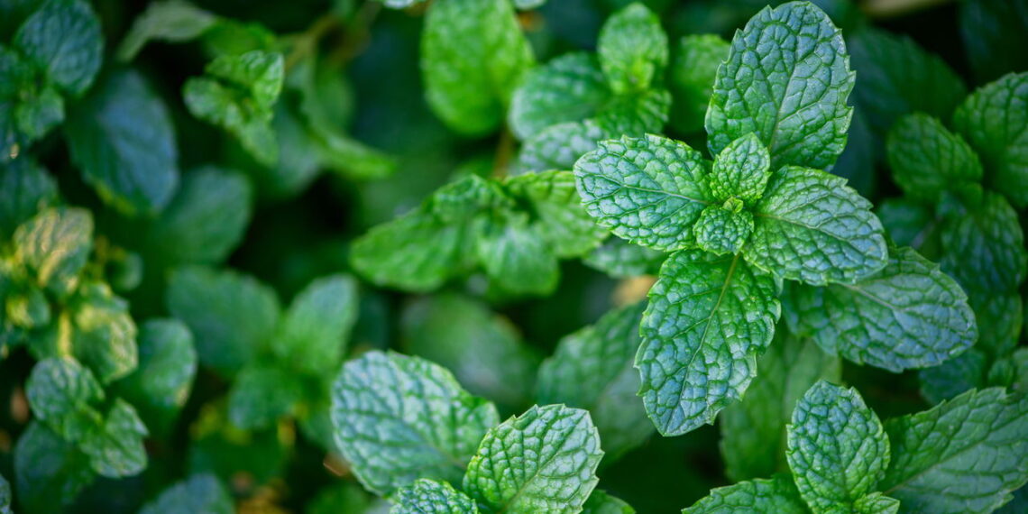 Veja os principais benefícios de cultivar hortelã em casa!