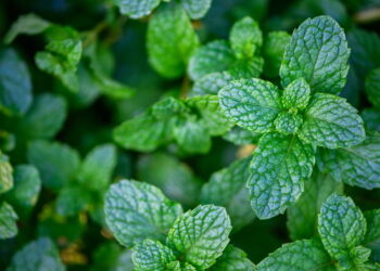 Veja os principais benefícios de cultivar hortelã em casa!