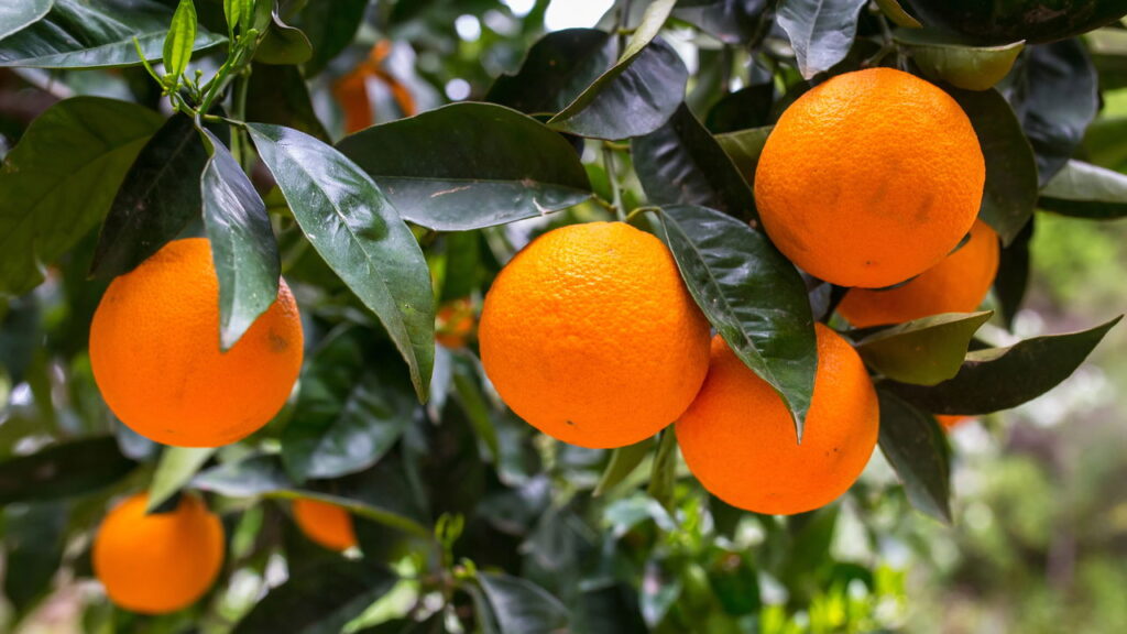 Como o cultivo caseiro de laranjas revoluciona sua saúde e o bem-estar do jardim
