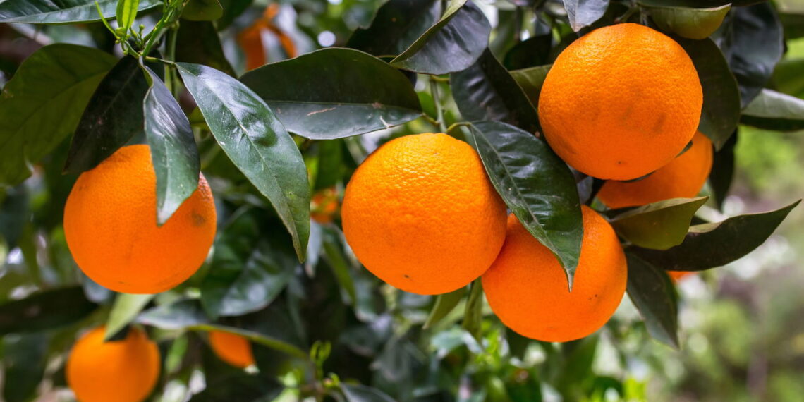 Como o cultivo caseiro de laranjas revoluciona sua saúde e o bem-estar do jardim