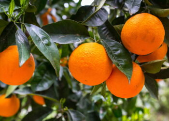 Como o cultivo caseiro de laranjas revoluciona sua saúde e o bem-estar do jardim