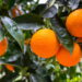 Como o cultivo caseiro de laranjas revoluciona sua saúde e o bem-estar do jardim