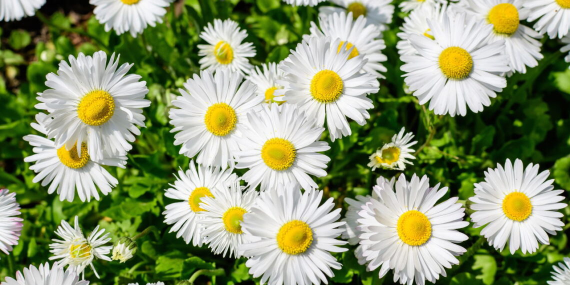 Aprenda a deixar seu quintal um jardim lindo e bem cuidado de margarida