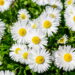 Aprenda a deixar seu quintal um jardim lindo e bem cuidado de margarida