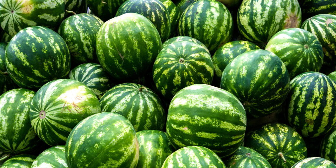 Este guia vai te ensinar a cultivar melancias produtivas e nutritivas em casa