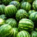 Este guia vai te ensinar a cultivar melancias produtivas e nutritivas em casa