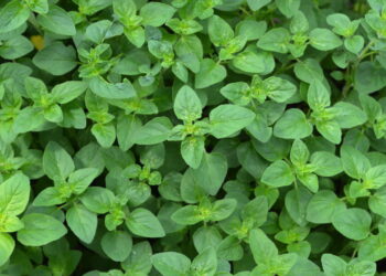 Saiba de forma rápida e sem erro como ter um cultivo de orégano em casa