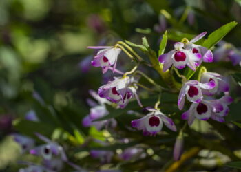Transforme seu quintal em um jardim encantador com orquídeas vibrantes e lindas