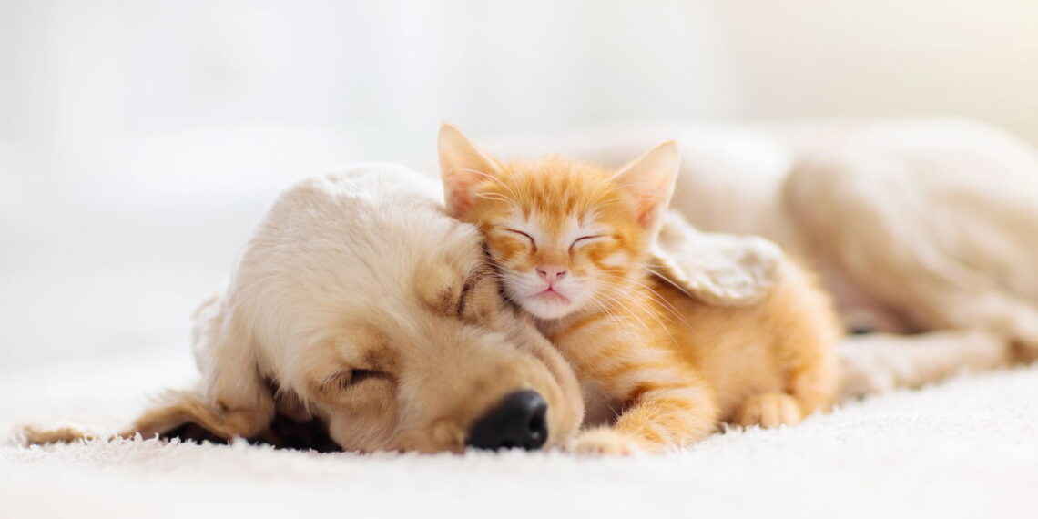 O que significa falar com animais de estimação como se fossem humanos, segundo a psicologia