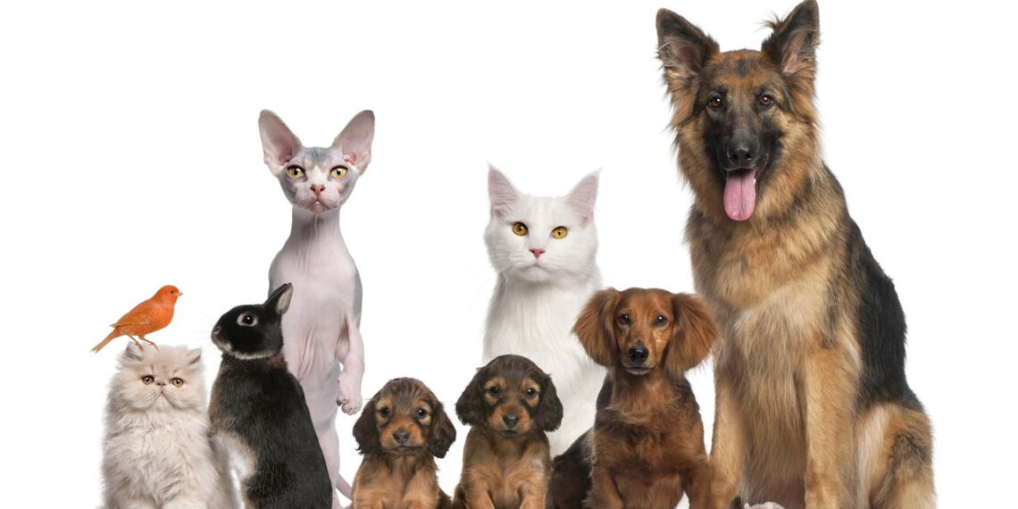 A melhor rotina para garantir saúde e felicidade ao seu pet