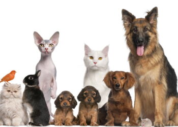 A melhor rotina para garantir saúde e felicidade ao seu pet