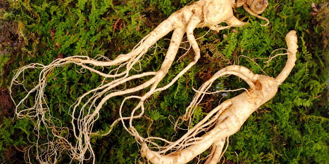 As 4 plantas que ajudam a melhorar sua concentração e foco naturalmente