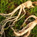 As 4 plantas que ajudam a melhorar sua concentração e foco naturalmente