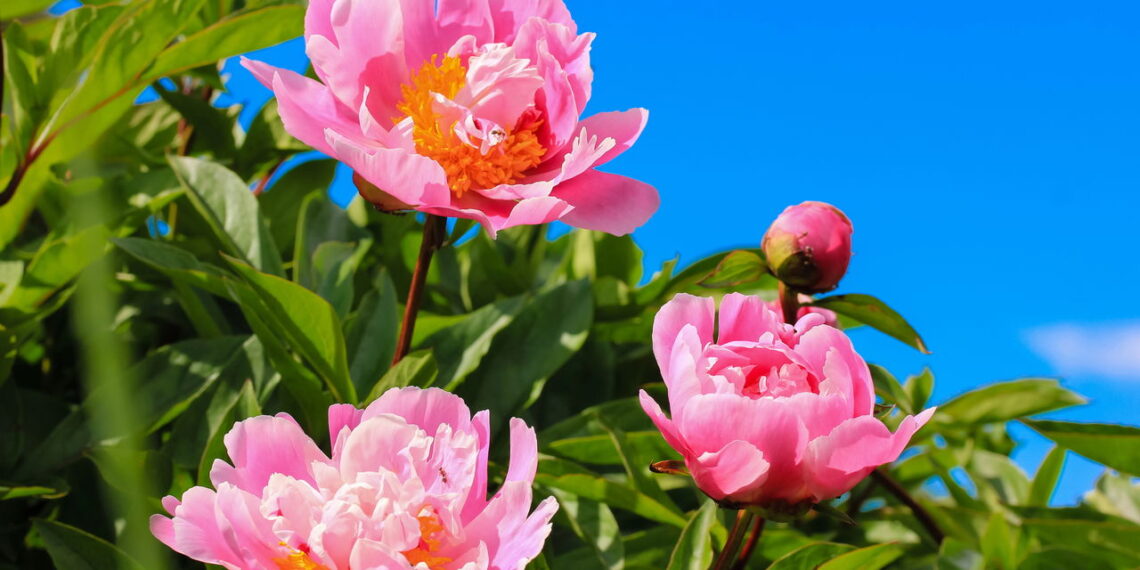 Aprenda a transformar seu quintal em um jardim de flores de peônia lindas e saudáveis