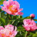 Aprenda a transformar seu quintal em um jardim de flores de peônia lindas e saudáveis