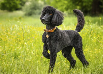 Essa raça tomou o topo do ranking canino e ninguém esperava por isso