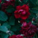 Saiba como cultivar rosas deslumbrantes em casa com dicas práticas