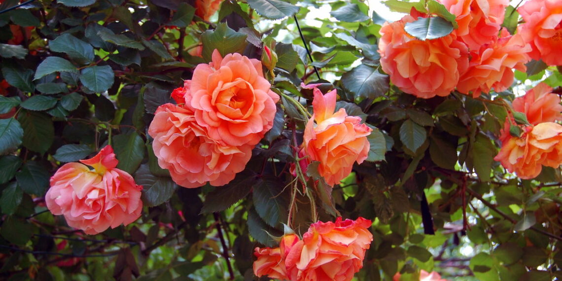 Aprenda a transformar seu quintal em um jardim deslumbrante de rosas