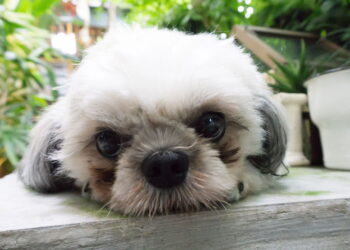 As melhores raças de cachorro para quem mora sozinho