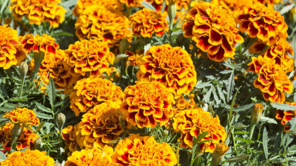 Plantas que afastam caramujos e ainda perfuma o jardim