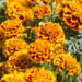 Plantas para espantar caramujos e lesmas da horta naturalmente