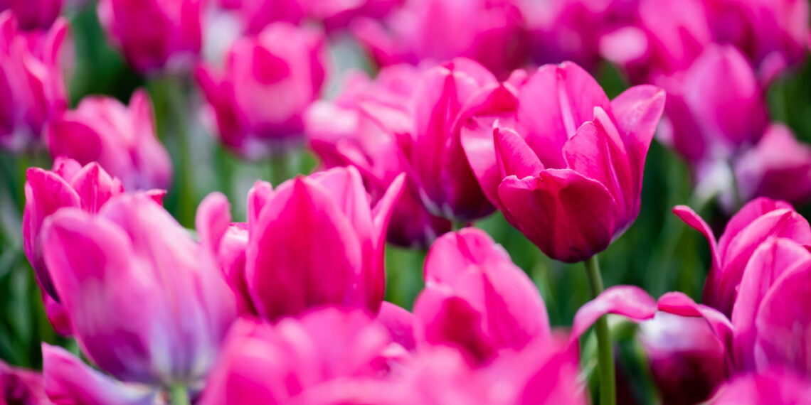 Saiba como ter um jardim de tulipas lindas e saudáveis no seu quintal