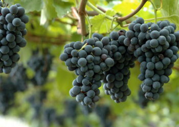 Saiba como ter um cultivo produtivo e saudável de uva em casa