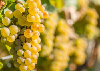 Essas dicas são infalíveis para garantir um cultivo de uva forte e saudável