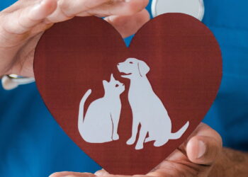 O kit que está virando essencial para quem tem pet em casa