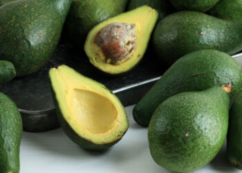 Saiba a ter um cultivo produtivo e próspero de abacate em casa