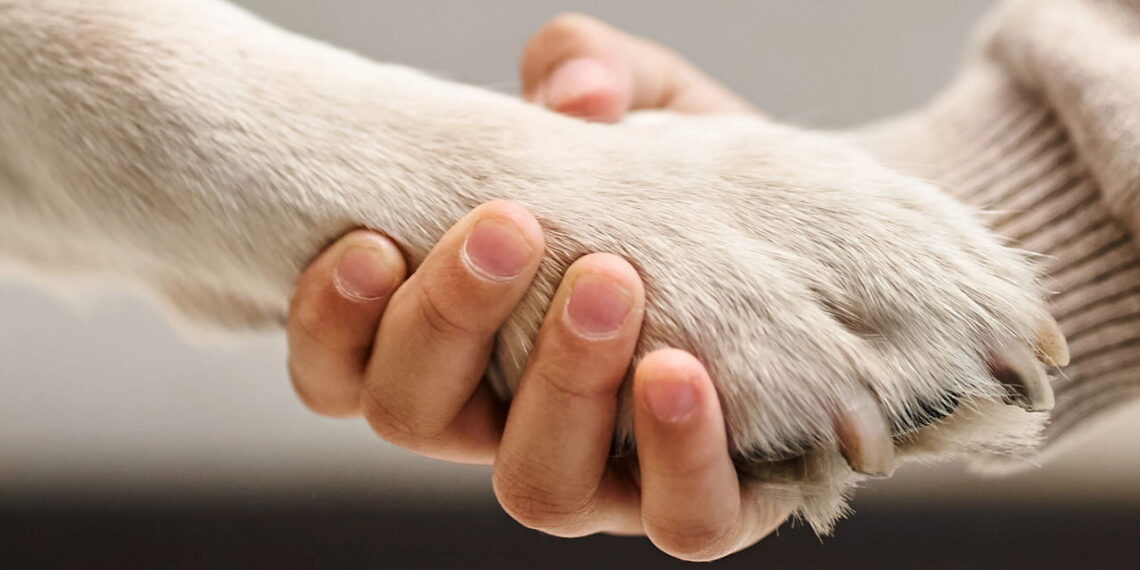 Passo a passo para ensinar seu pet a dar a patinha com carinho