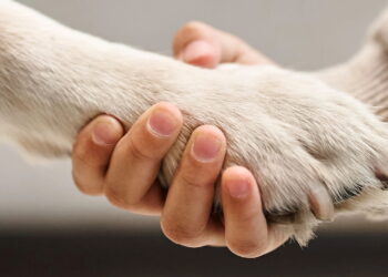 Passo a passo para ensinar seu pet a dar a patinha com carinho