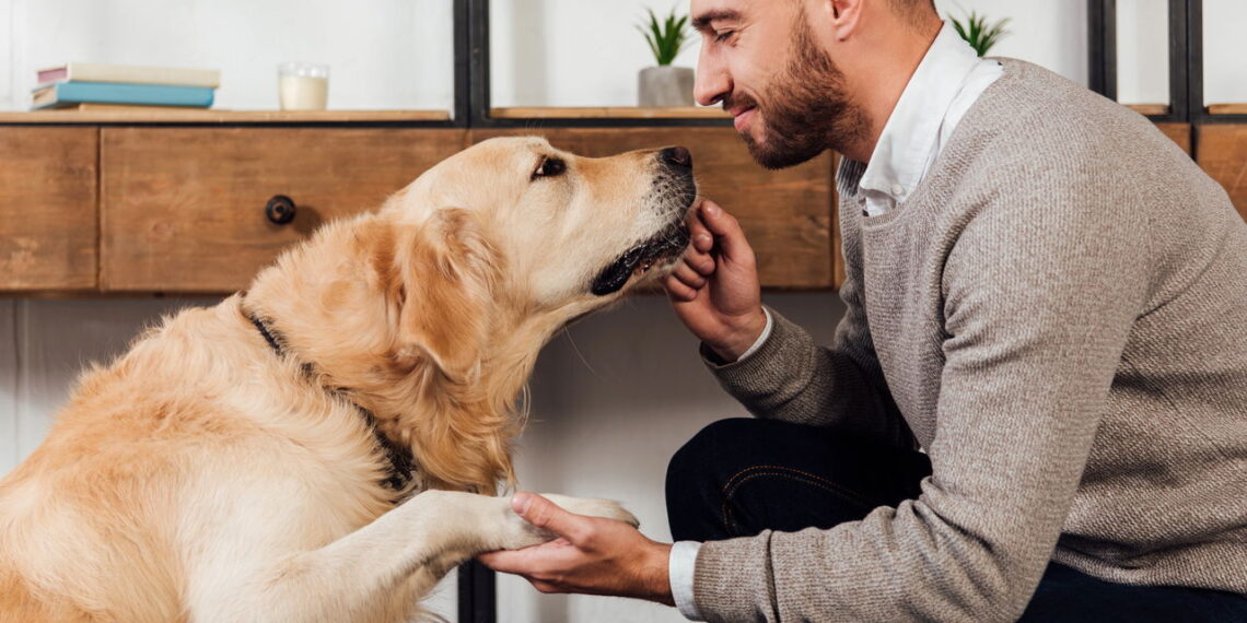 Passo a passo para ensinar seu pet a dar a patinha com carinho