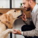 Passo a passo para ensinar seu pet a dar a patinha com carinho