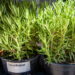 Veja os principais benefícios do alecrim para a saúde ao cultivá-lo em casa